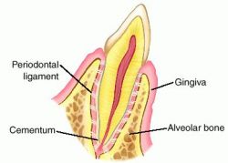 alveolar bone