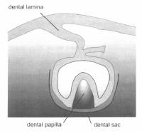 Dental Lamina