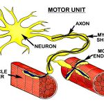 motor nerve unit