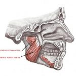 median and lateral pterygoid