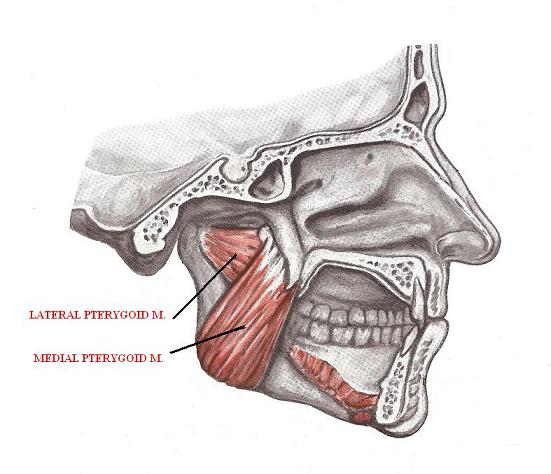median and lateral pterygoid