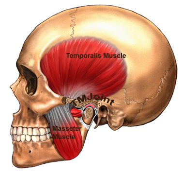 temporalis and masseter