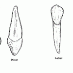 Maxillary Right Canine vs Mandibular Right Canine