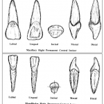 Maxillary and Mandibular Incisors