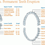 primary and permanent teeth eruption