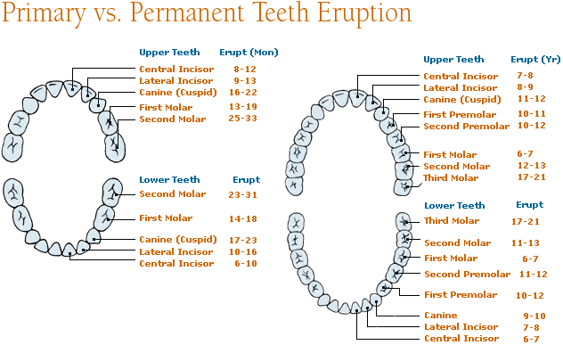 primary and permanent teeth eruption