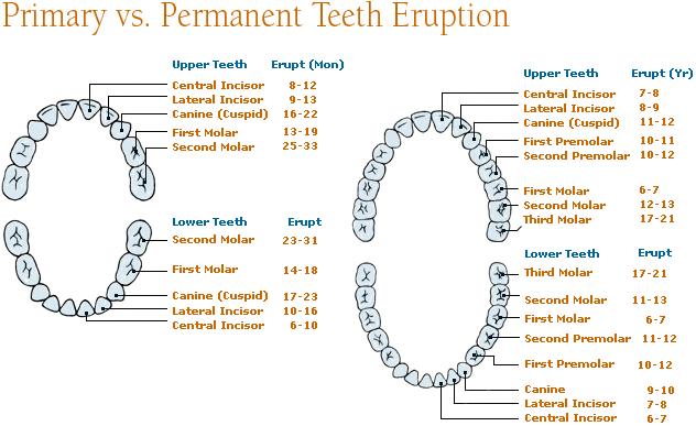 Permanent Dentition Chart