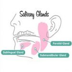 salivary glands
