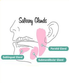 salivary glands