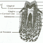 tooth anatomy