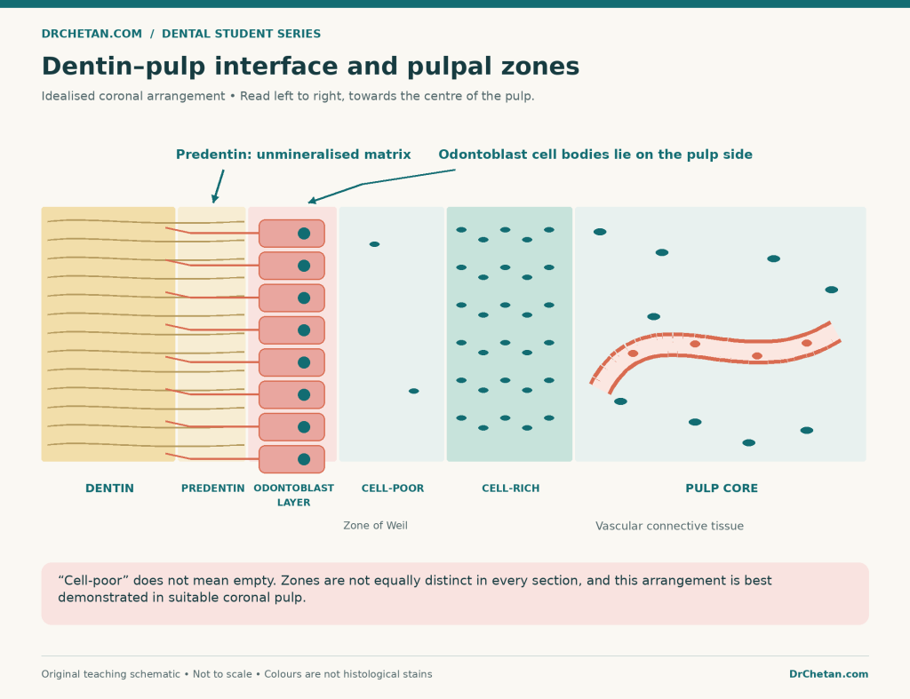 dentin pulp interface and zones