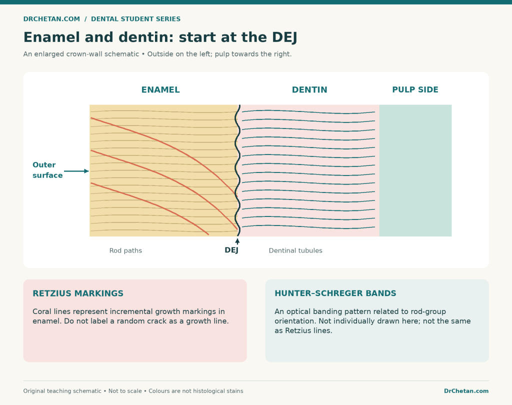 enamel dentin slide recognition