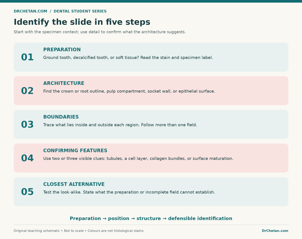 oral histology identification workflow