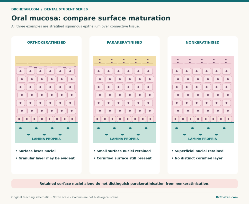 oral mucosa keratinisation comparison